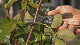 Rose Pruning Guide