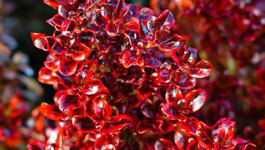 Coprosma Scarlet O’Hara