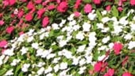 Sunpatiens