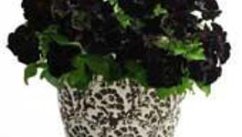 Petunia Black Velvet