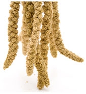 Millet Spray