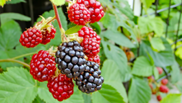 Berry Growing Guide