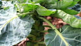 Brussels Sprout Growing Guide