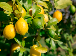 Citrus Hub