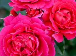 Pick your perfect rose
