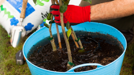 Transplanting trees, shrubs, roses, perennials and bulbs