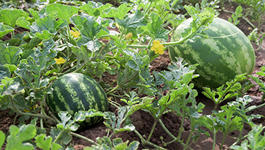 Top tips to growing watermelon 