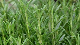 Rosemary Growing Guide