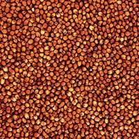 Tui Sorghum Seed