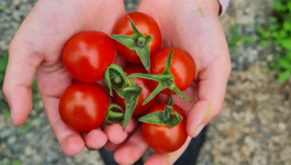 Summer Tomato Care