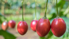 Tamarillo Growing Guide