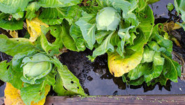 Garden recovery after a flood