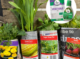 Tui & Awapuni Spring Vege Pack 