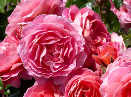 Pick your perfect rose