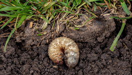 Identify and treat common lawn insect pests