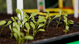 Start your seeds for Autumn