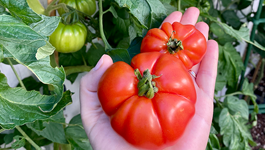 Tomato Growing Guide