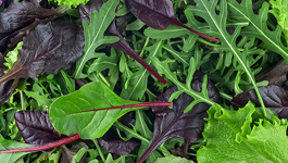 Mesclun Growing Guide