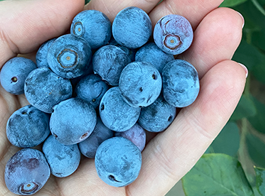 Grow fruit favourites