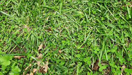 Weed control tips for lawns