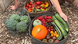 Growing through the warmer seasons at Poppy's farmyard