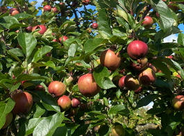 Pip & Stone Fruit Hub