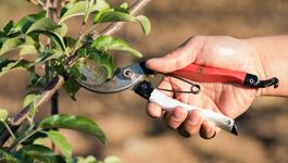 Tree Frequently Asked Questions